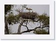 04-021 * Jabiru Storks * Jabiru Storks